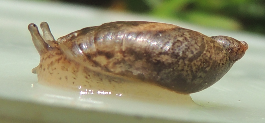 ID Gasteropode